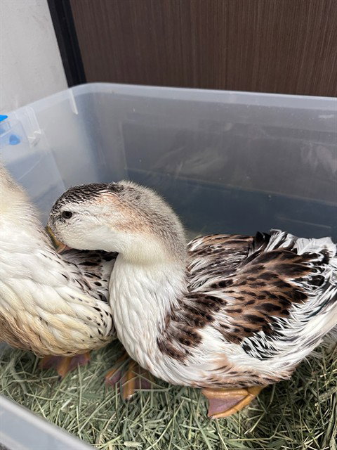 RZA - Duck available for adoption