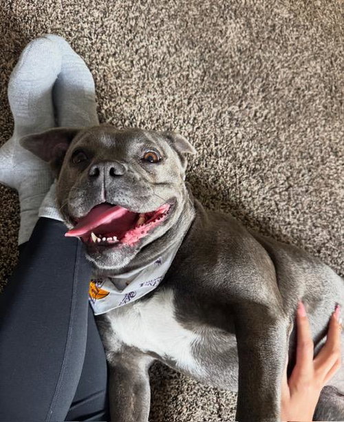 STONY, an adoptable Pit Bull Terrier in Santa Barbara, CA