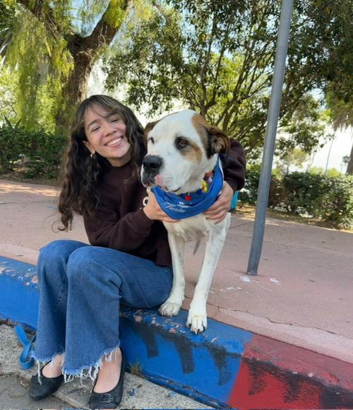 CHEENA, an adoptable American Bulldog in Santa Barbara, CA
