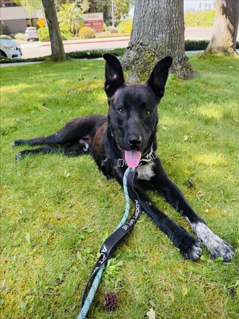 MASON, an adoptable Labrador Retriever in Santa Barbara, CA