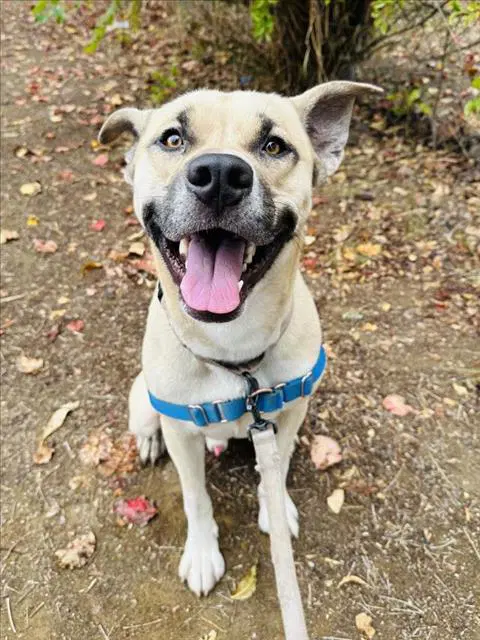 Mac - Black Mouth Cur