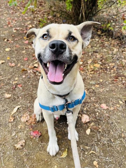 MAC, an adoptable Black Mouth Cur in Santa Barbara, CA