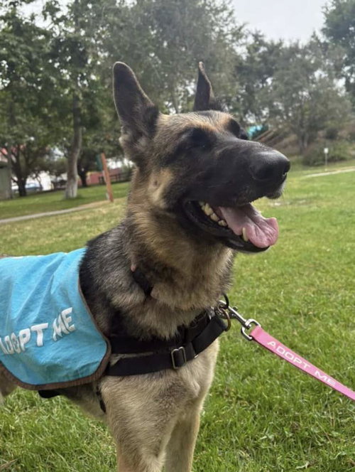 VIVIAN, an adoptable German Shepherd Dog in Santa Barbara, CA