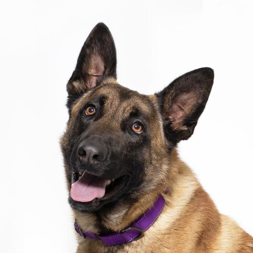 LUKE, an adoptable Belgian Shepherd Malinois in Santa Barbara, CA
