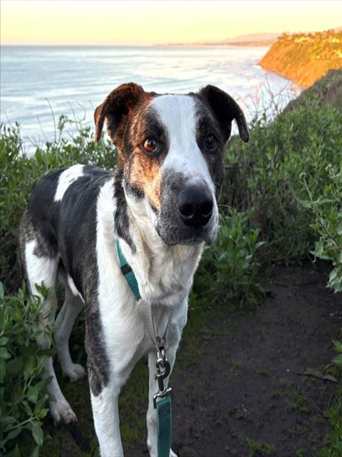ARMANDO, an adoptable American Foxhound in Santa Barbara, CA