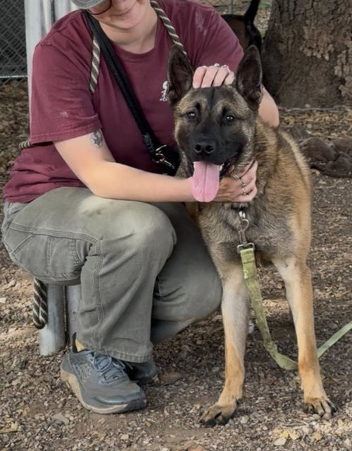TYRONE, an adoptable Belgian Shepherd Malinois in Santa Barbara, CA