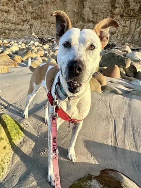 LIZZY, an adoptable Australian Cattle Dog in Santa Barbara, CA