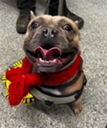 FRANCOIS, an adoptable French Bulldog in Santa Barbara, CA