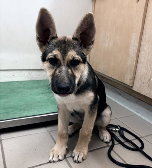 ROO, an adoptable German Shepherd Dog in Santa Barbara, CA