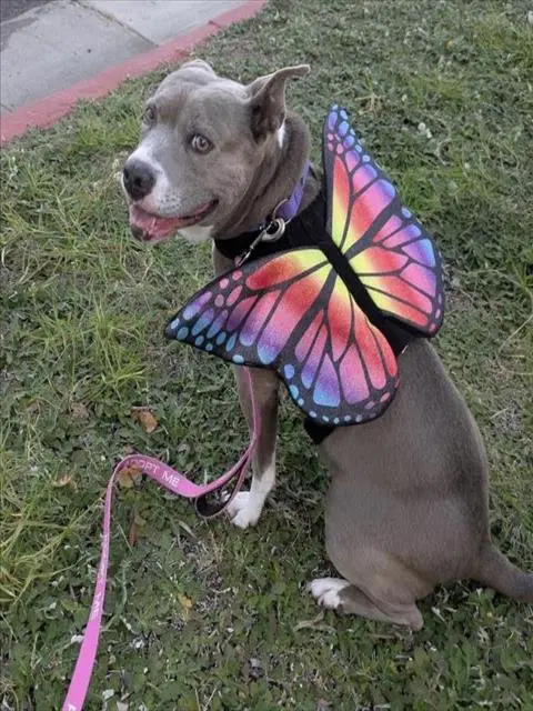 Sunshine - Pit Bull Terrier