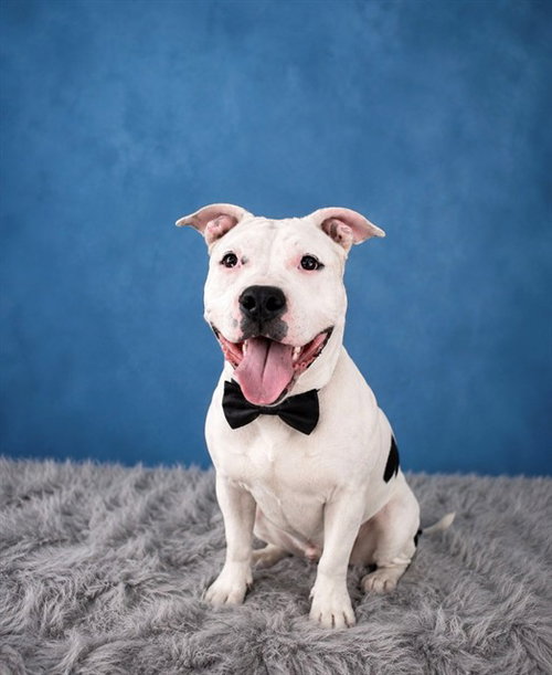 LIL BIT, an adoptable Pit Bull Terrier in Santa Barbara, CA