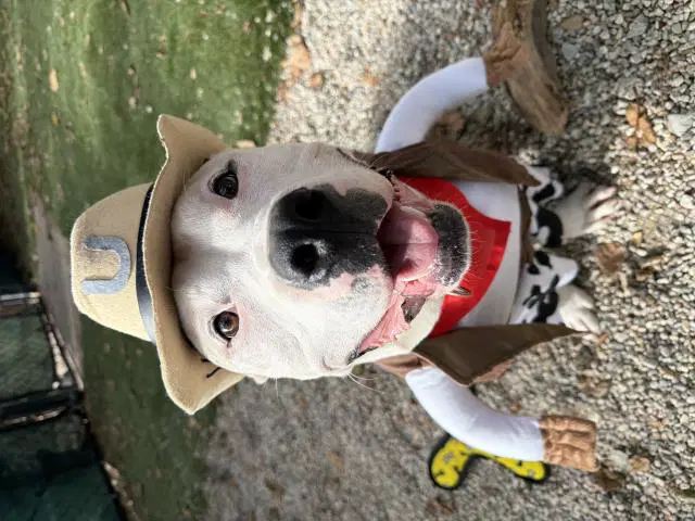 Lil Bit - Pit Bull Terrier