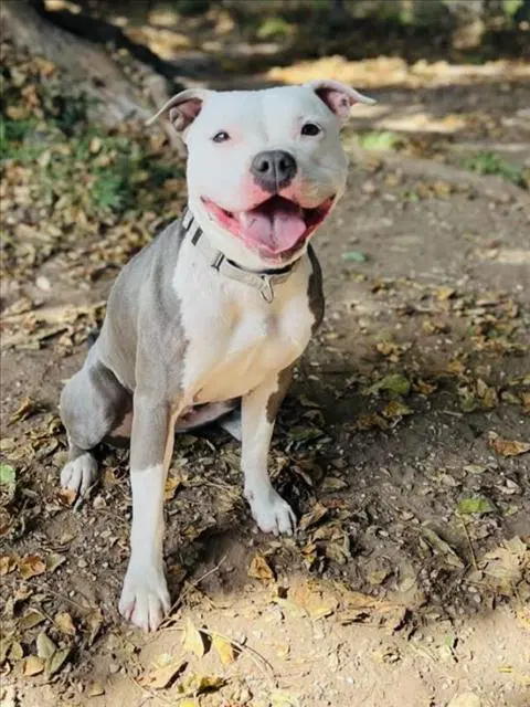 Angel - Pit Bull Terrier