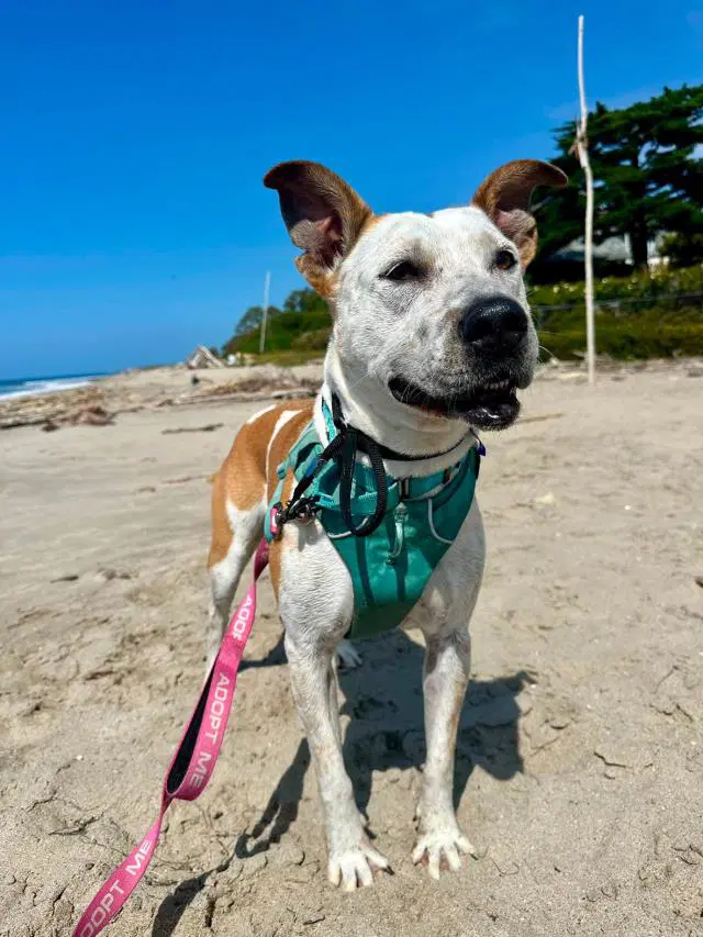 Lizzy - Australian Cattle Dog/Blue Heeler