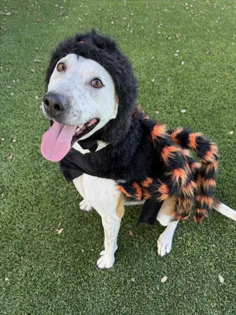 Lizzy - Australian Cattle Dog/Blue Heeler