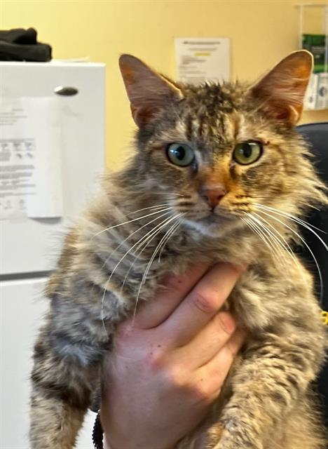 ASAP-A-15696, Adult Domestic Long Hair (medium coat), cat for adoption in San Buenaventura (Ventura), California