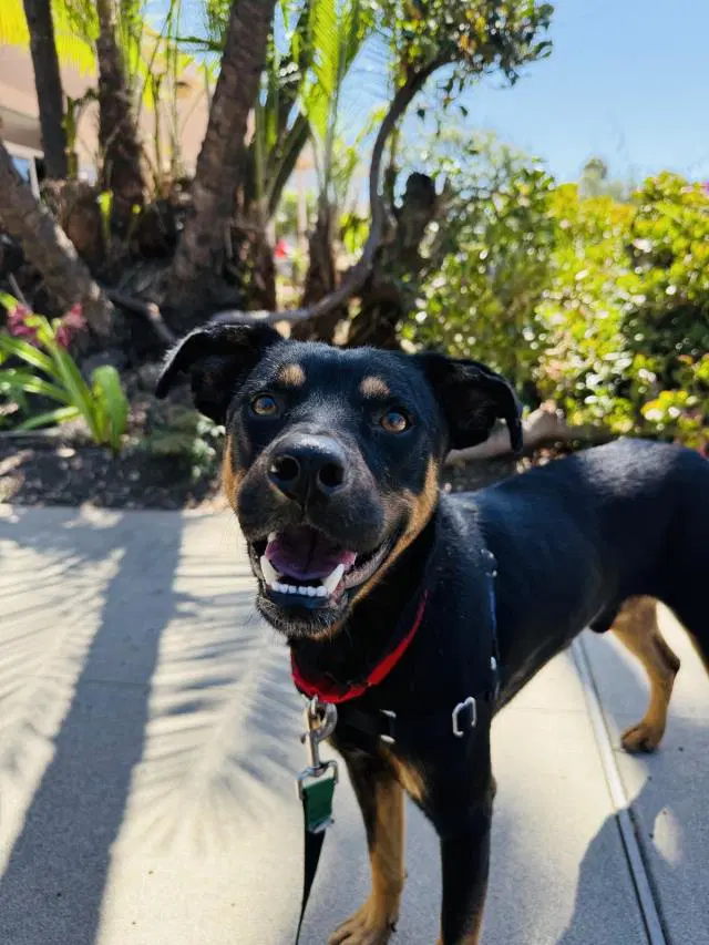 Morgan - Doberman Pinscher