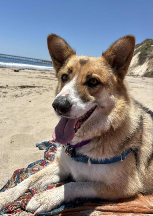 RUKA, an adoptable Husky in Santa Barbara, CA