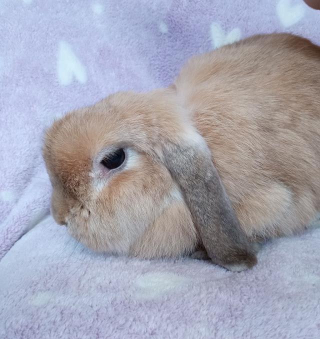 KODI