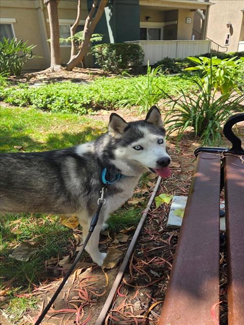 MIA, an adoptable Siberian Husky in Santa Barbara, CA
