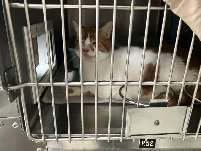 Squints - Domestic Short Hair