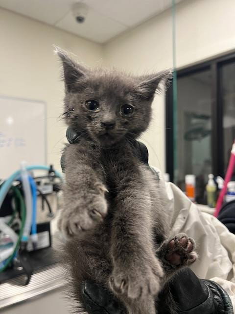 ASAP-A-17157, Baby Domestic Short Hair (medium coat), cat for adoption in San Buenaventura (Ventura), California