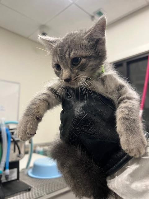 ASAP-A-17158, Baby Domestic Short Hair (medium coat), cat for adoption in San Buenaventura (Ventura), California