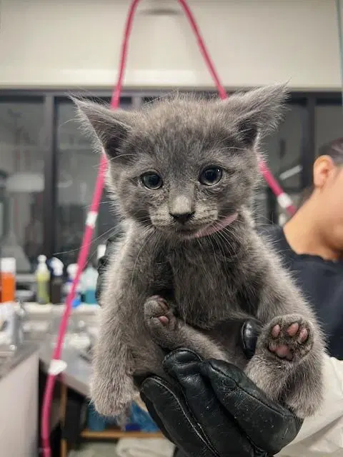 Asap-A- - Domestic Short Hair
