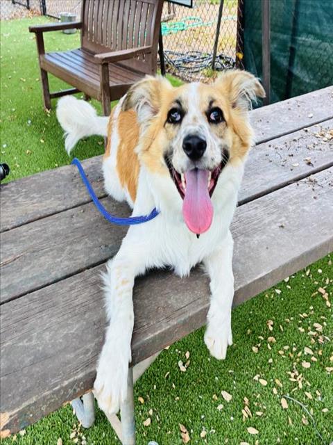 CHARLIE, an adoptable Australian Shepherd in Santa Barbara, CA