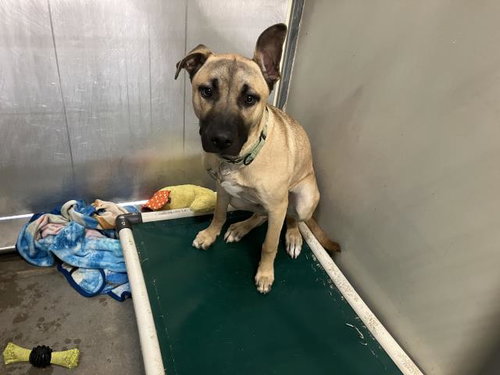 NEMO, an adoptable Mastiff in Santa Barbara, CA