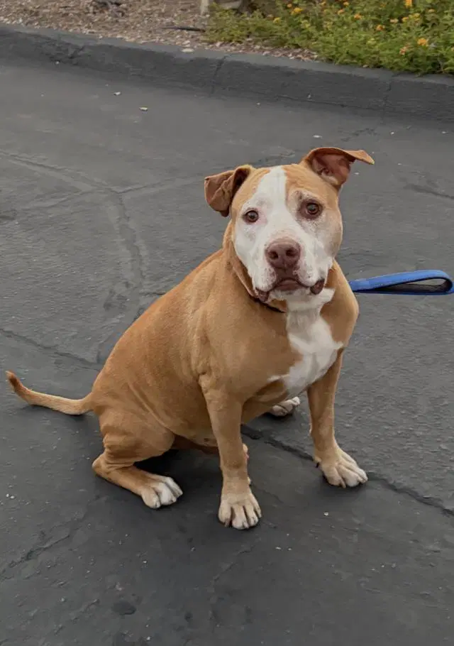 Kane - Pit Bull Terrier