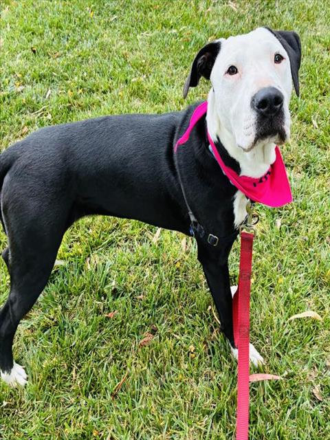 JOSIE, an adoptable Pointer in Santa Barbara, CA