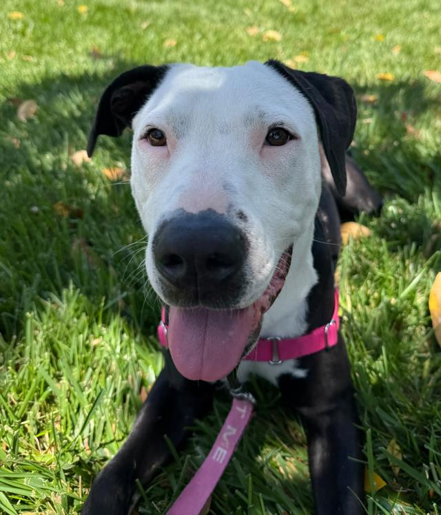 JOSIE