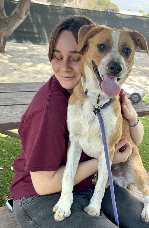 SHILOH, an adoptable Queensland Heeler in Santa Barbara, CA
