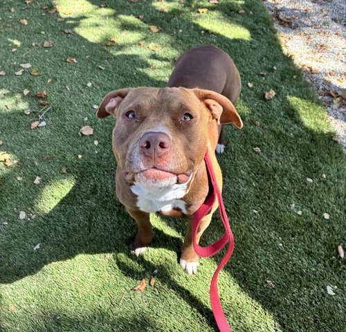 MAPLE, an adoptable Pit Bull Terrier in Santa Barbara, CA
