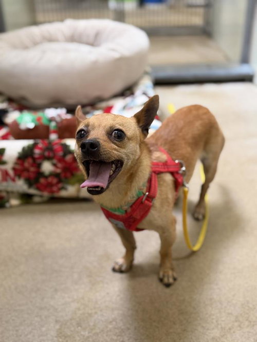 CHAD, an adoptable Chihuahua in Santa Barbara, CA