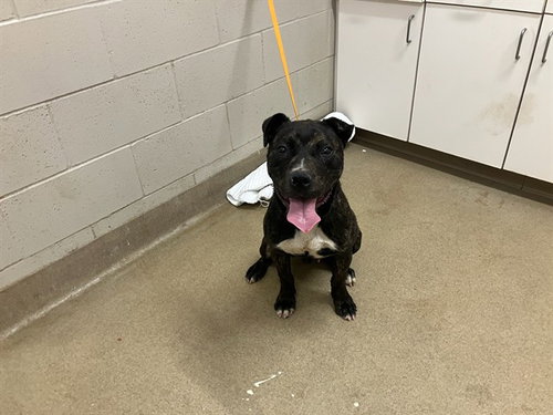 ALFIE, an adoptable Pit Bull Terrier in Santa Barbara, CA
