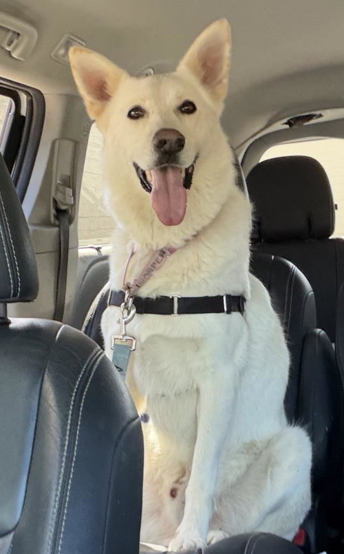 picture of the dog needing adoption