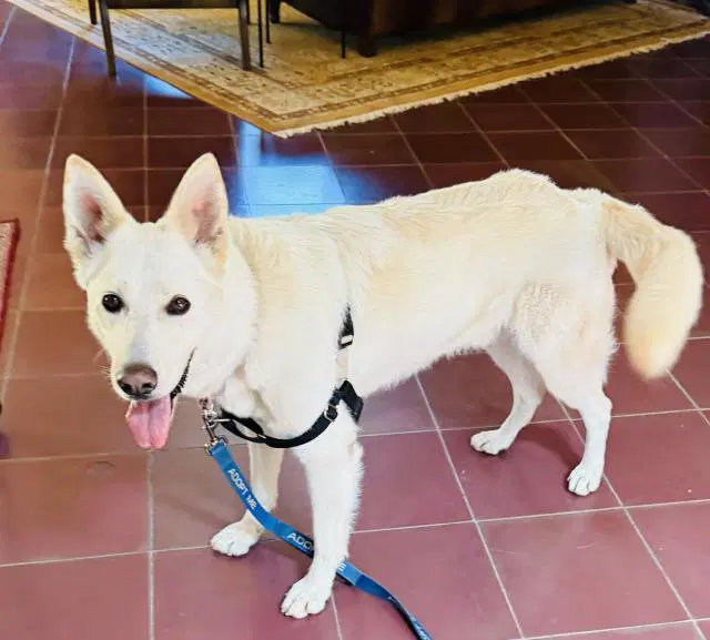 Casper - German Shepherd Dog