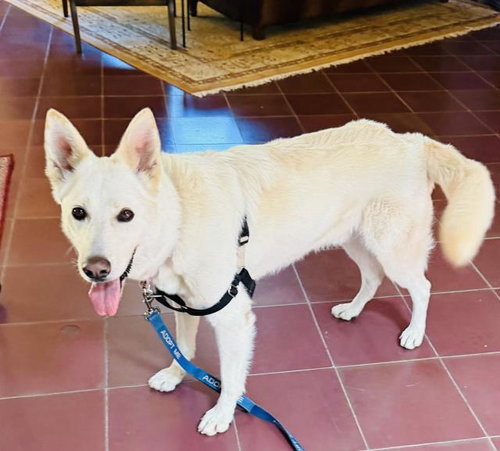 CASPER, a dog for adoption from Santa Barbara County Animal Services - Santa Barbara