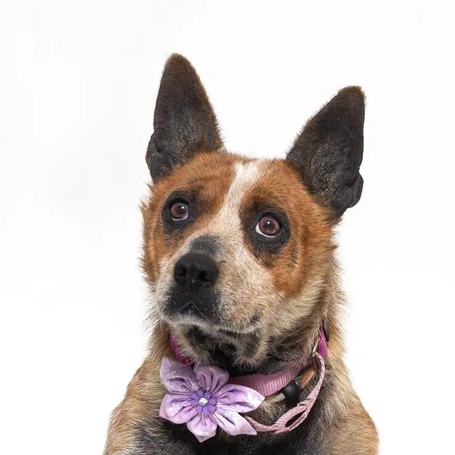 Penelope - Queensland Heeler
