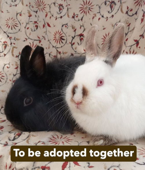 MATTY, a rabbit for adoption from Santa Barbara County Animal Services - Santa Barbara