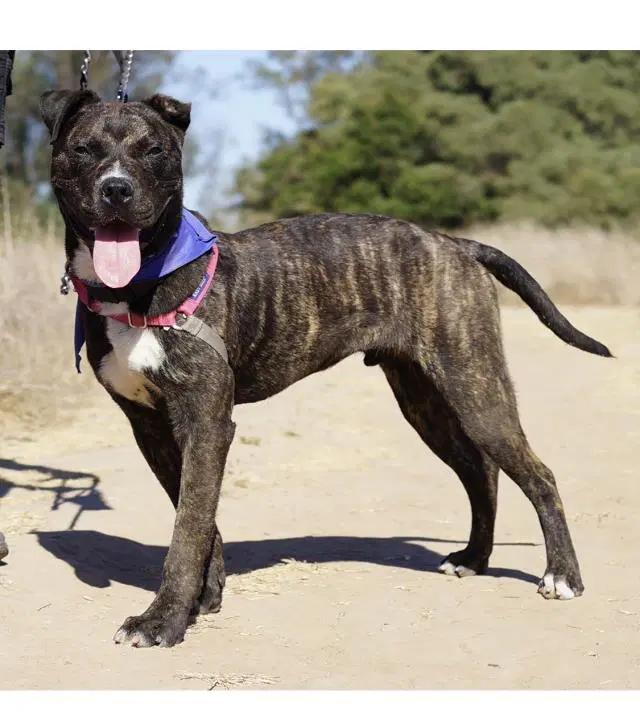 Alfie - Pit Bull Terrier