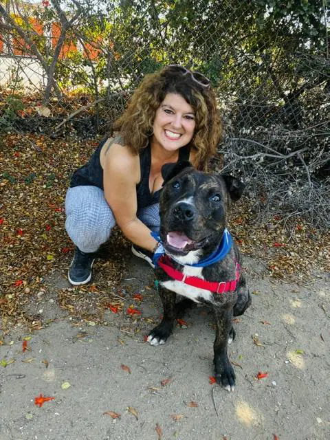 Alfie - Pit Bull Terrier