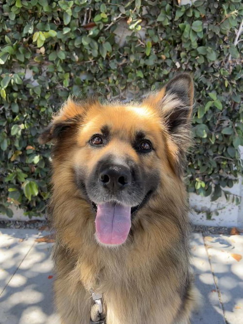 picture of the dog needing adoption
