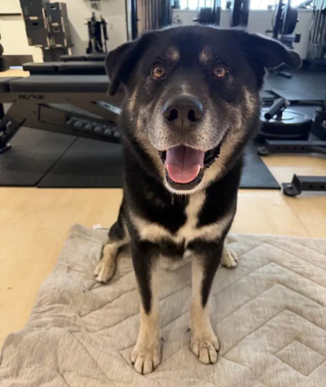 Ducky - German Shepherd Dog