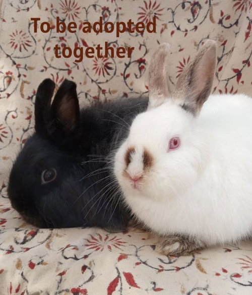 FLYNN, a rabbit for adoption from Santa Barbara County Animal Services - Santa Barbara