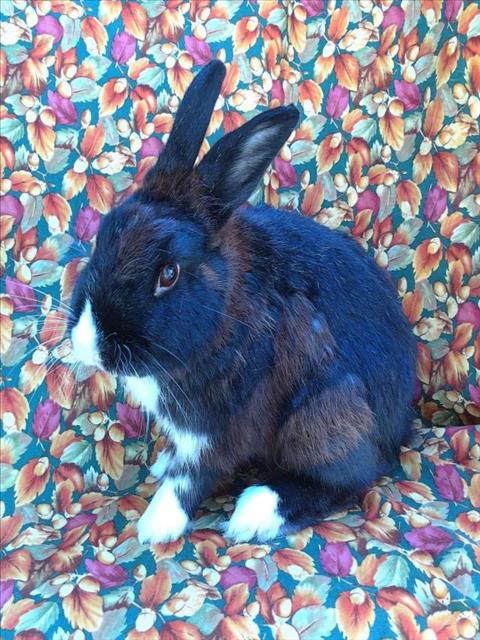 GRANT, a rabbit for adoption from Santa Barbara County Animal Services - Santa Barbara