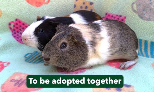 DAVE, a guinea pig for adoption from Santa Barbara County Animal Services - Santa Barbara