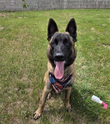 picture of the dog needing adoption